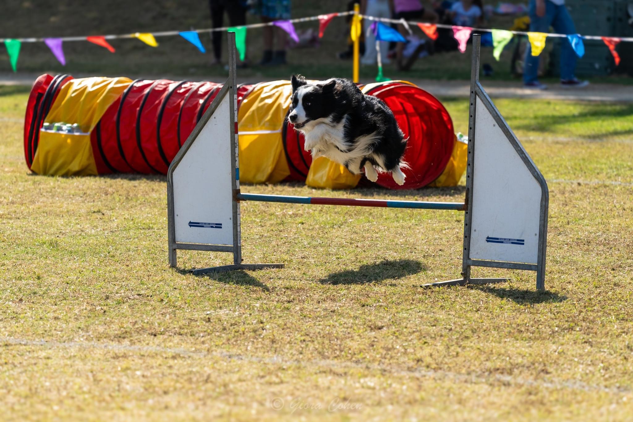 Zuko, a border collie, mid-air clearing a jump at an agility competition
