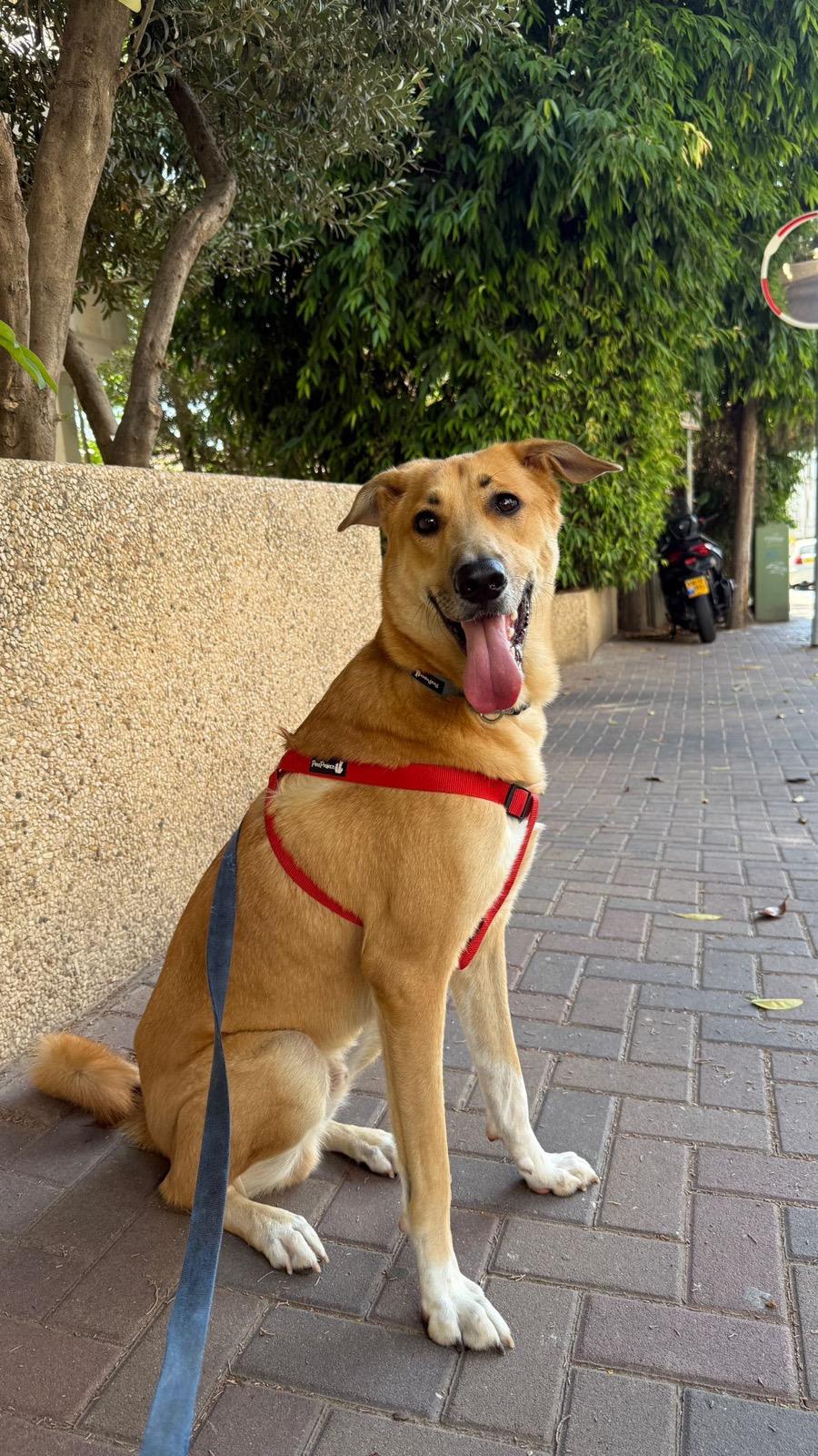 Chase, a happy Zuko & Co customer's dog