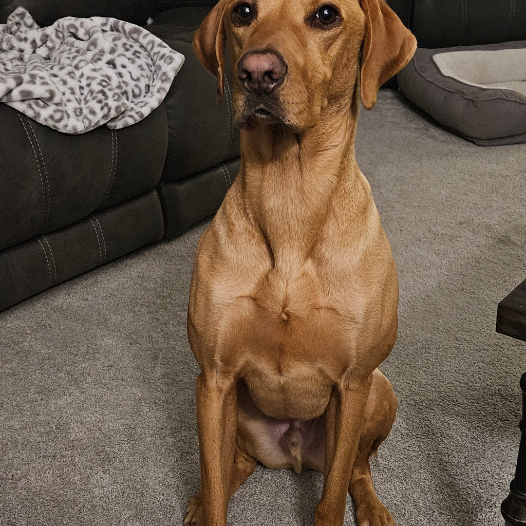 Obi - original photo