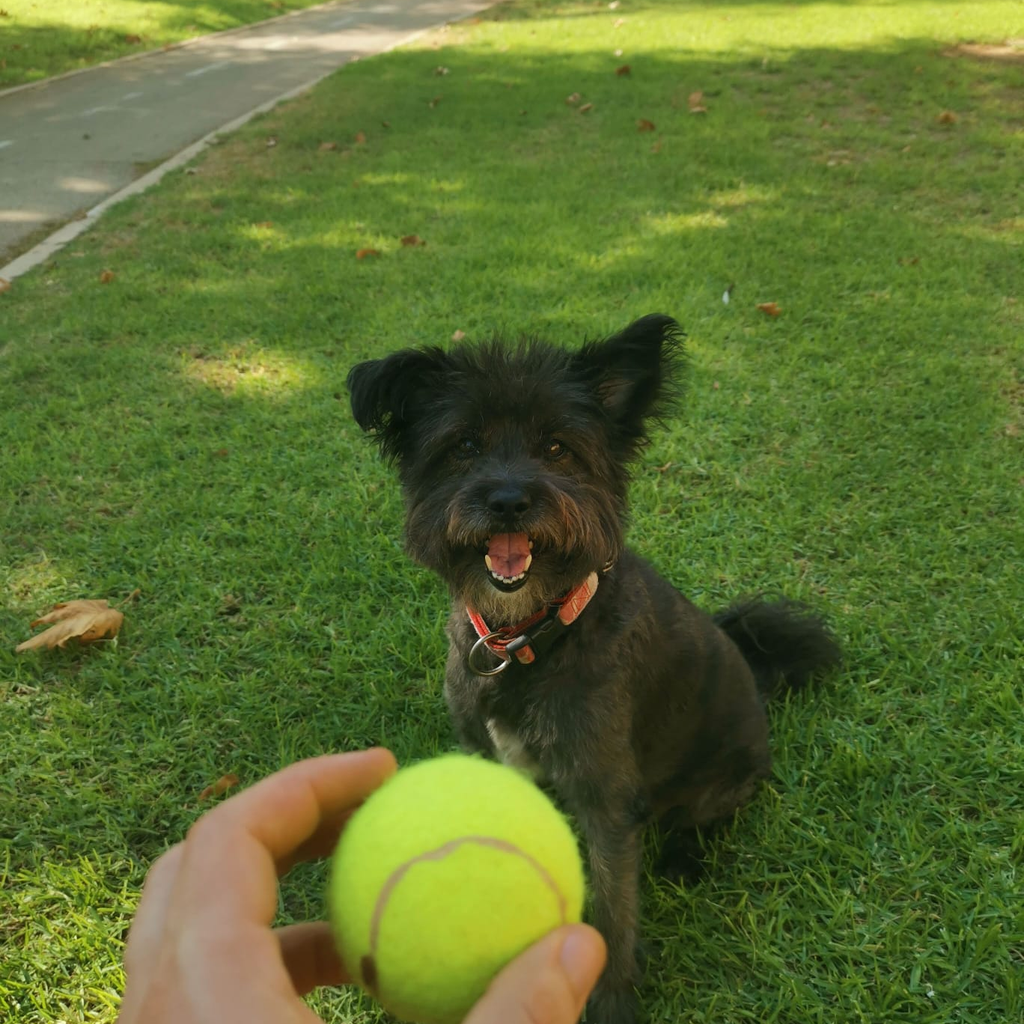 Boten the dog