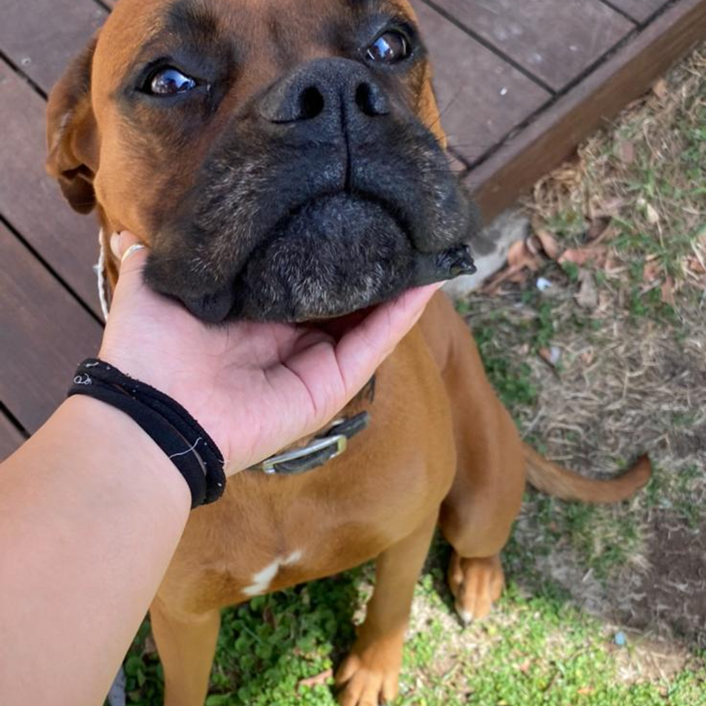 Bruno the dog