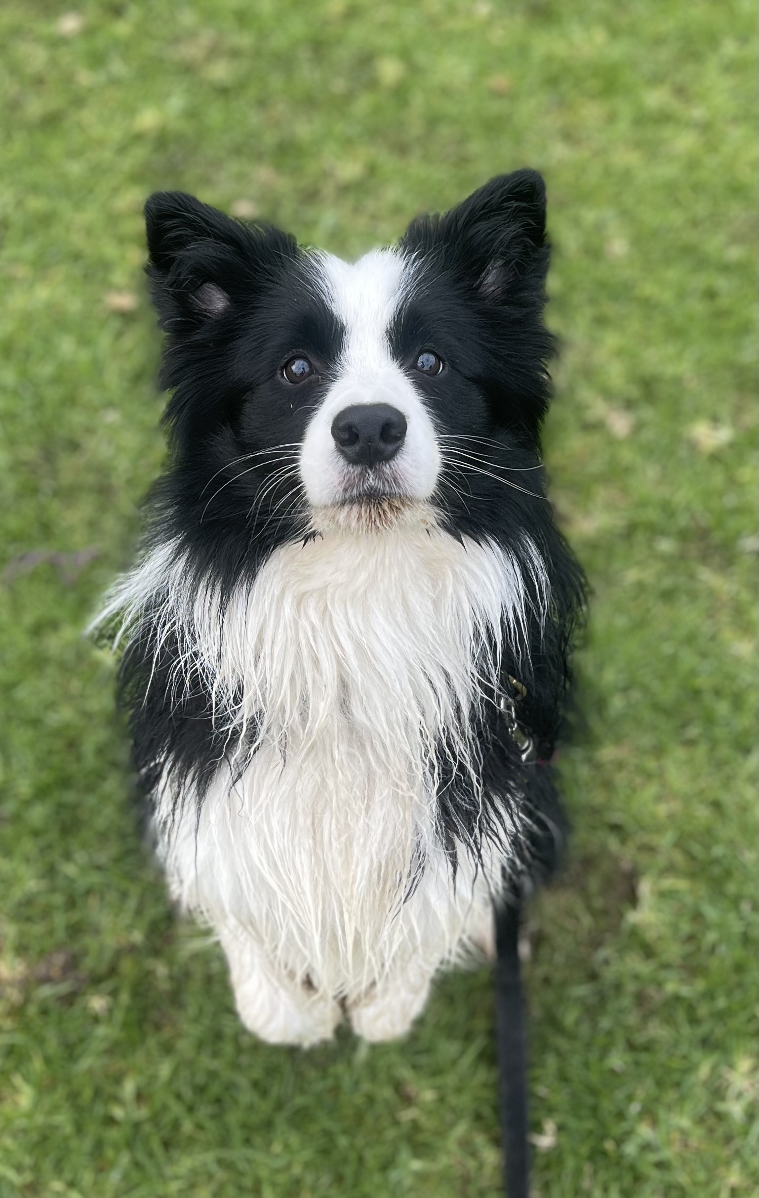 Zuko the dog